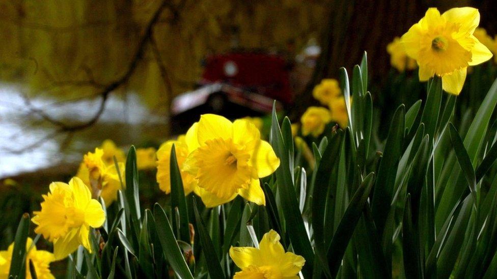 daffodils