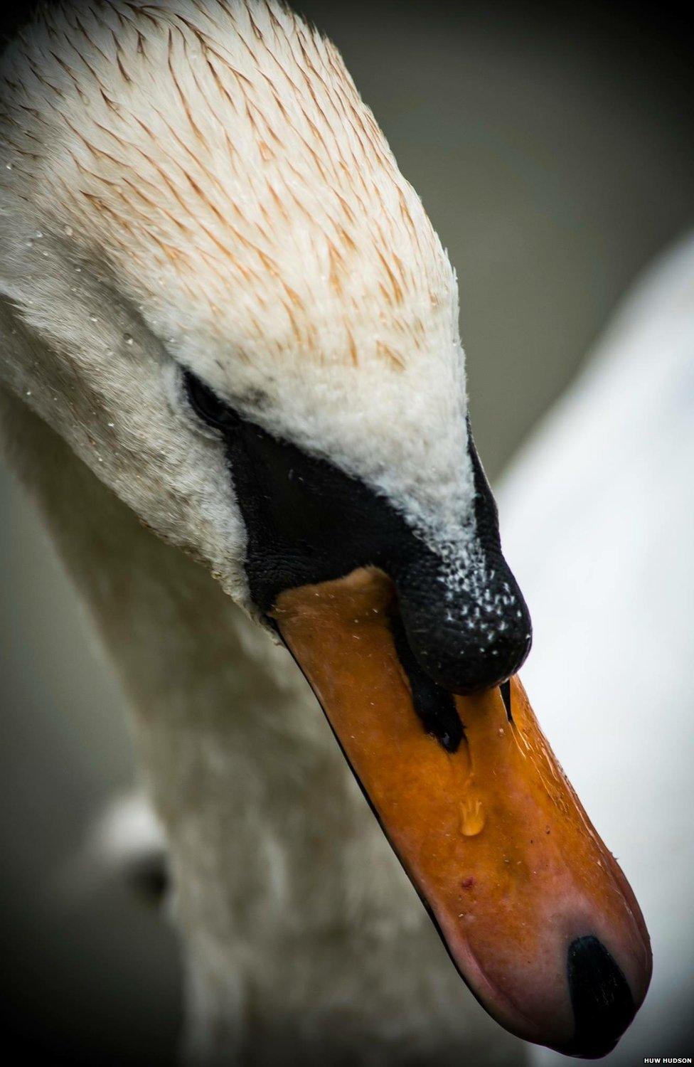 A swan at Caldicot Castle