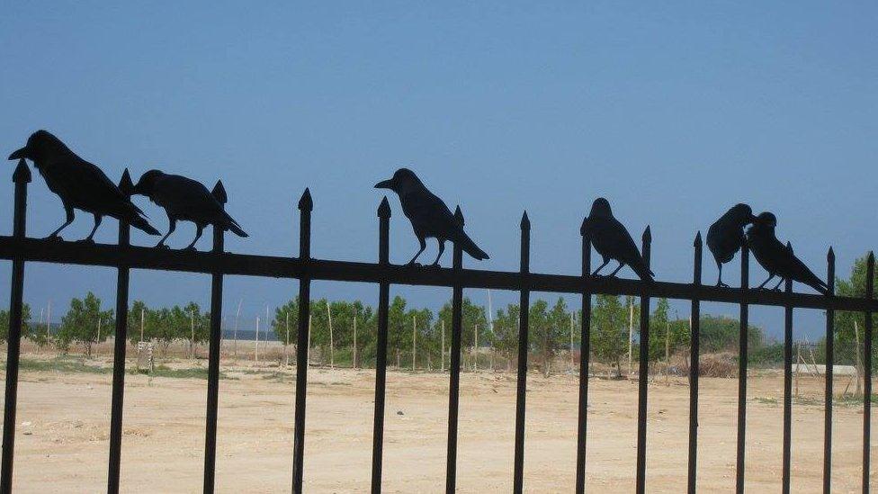 Crows