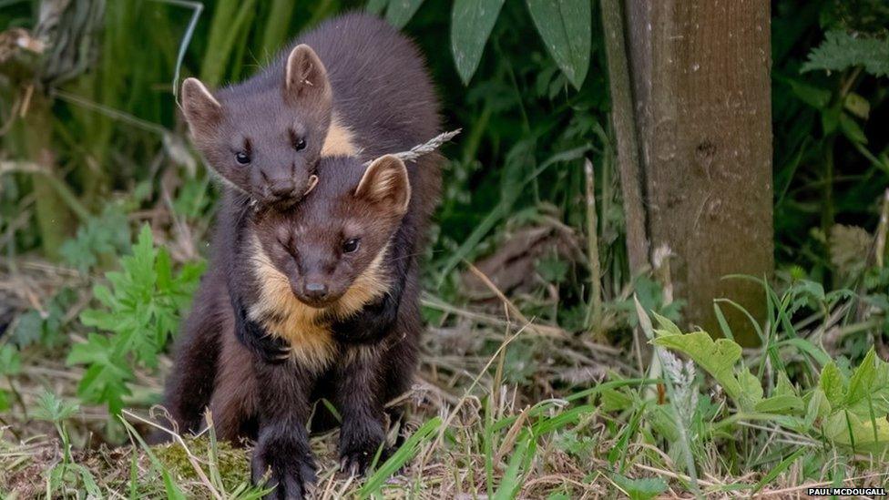 Two pine martens hug in the woods.