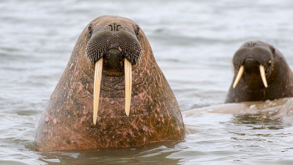 World Walrus Day