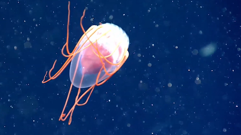 helmet jellyfish