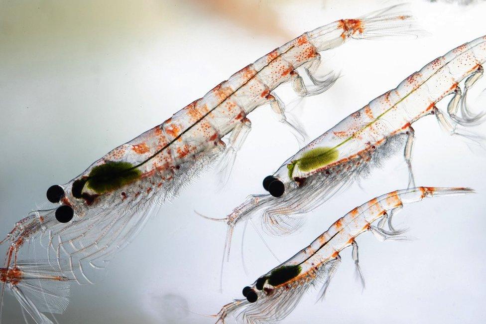 Antarctic krill