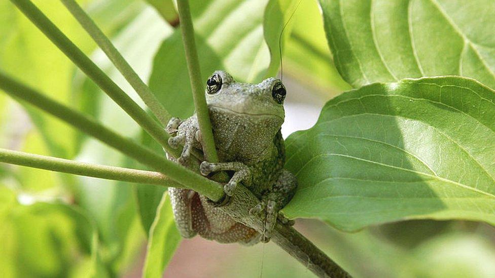 Tree frog