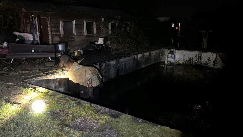 Sherborne horse in swimming pool