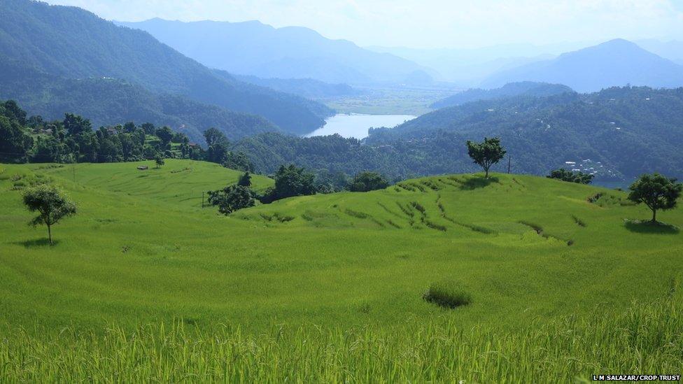 Rice grows wild in Nepal