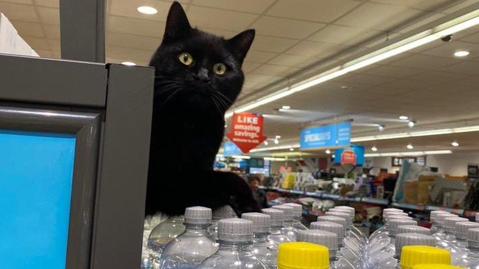 Lupin the cat sitting on bottles of water