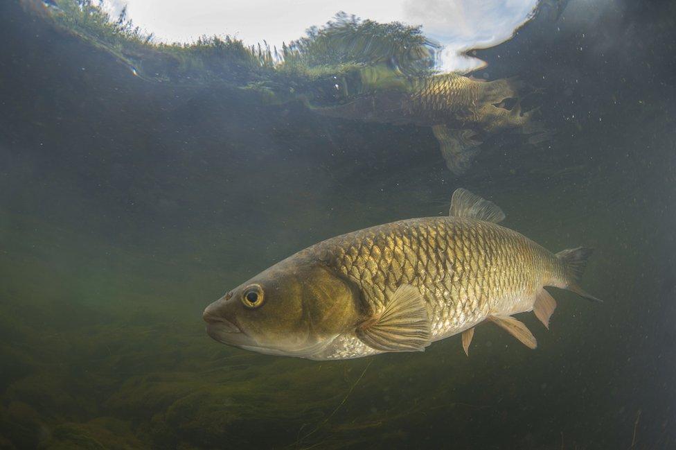 A chub in the River Erewash