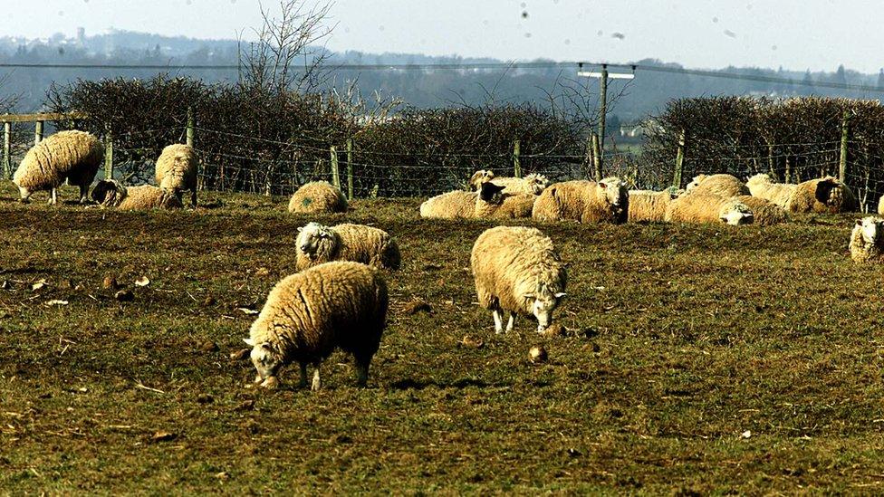 Sheep on a farm