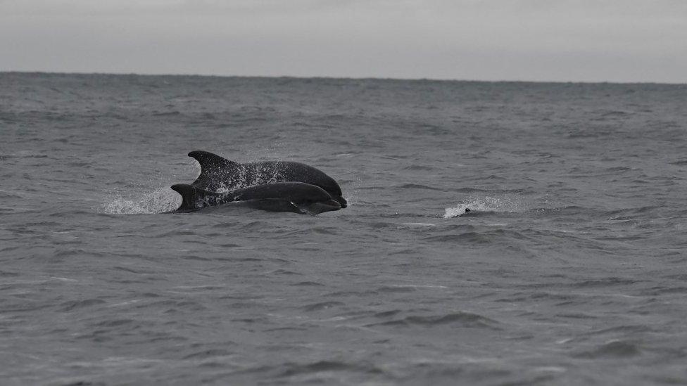 porpoise being chased by dolphins