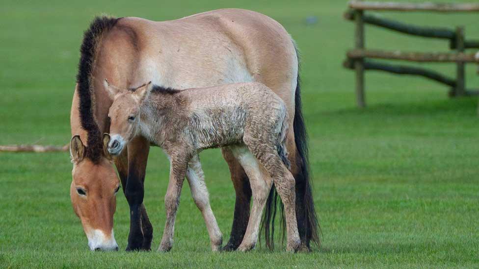 Female Przewalski's horse and foal