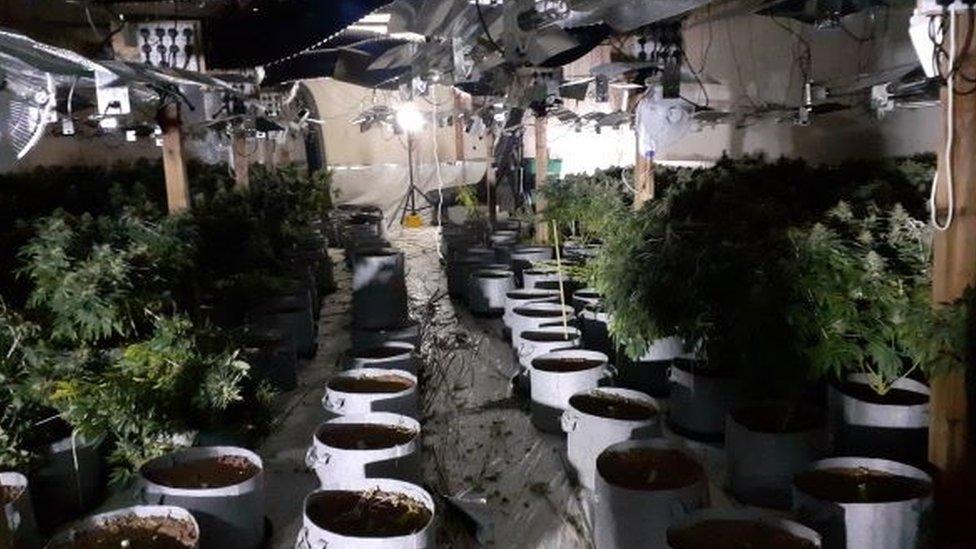 Essex Police find a cannabis factory at an industrial premises in Moss Road, Witham, Essex