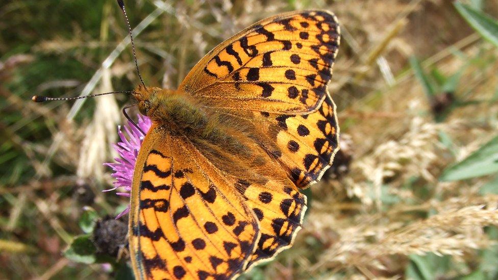 Dark green fritillary butterfly