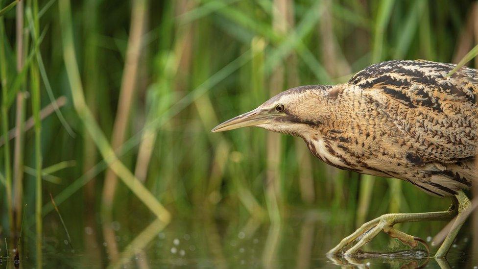 Bitten at RSPB Minsmere