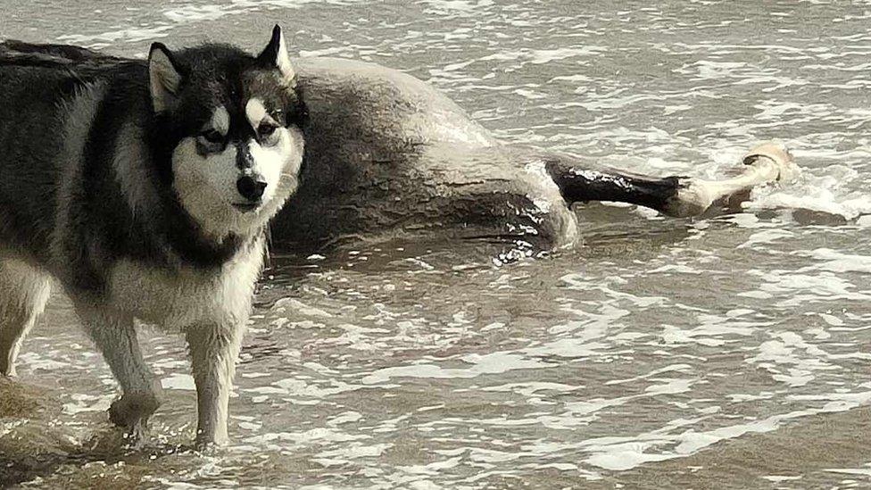 The animals were found on sands at Llanelli, Carmarthenshire