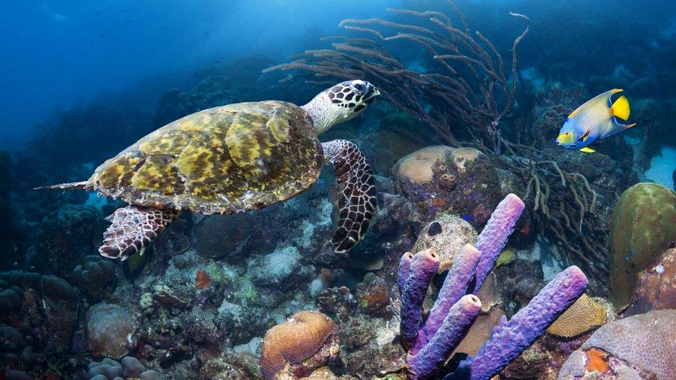 Sea-turtle-swimming-over-coral-in-the-Caribbean