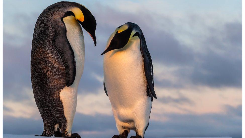 Emperor Penguins