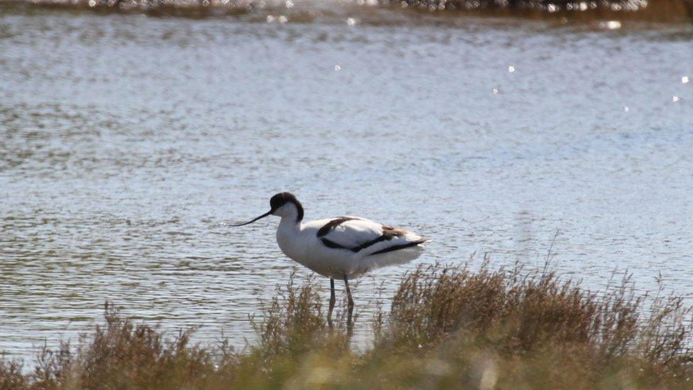 Avocet at Orford Ness