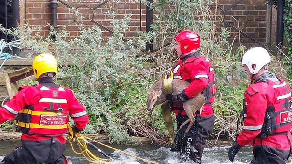 Firefighters carrying a deer