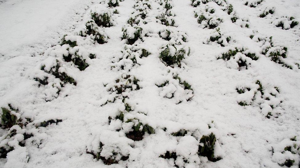 Snow covered crops in Murcia, Spain