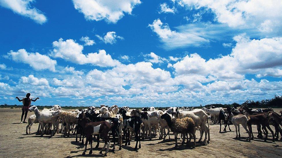 Shepherd with his flock of Macina sheep, Sahel, Mali, 5 March