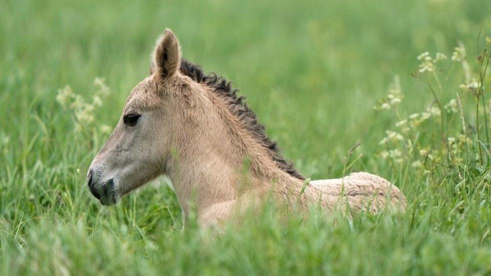 Konik pony at Wicken Fen nature reserve in Cambridgeshire