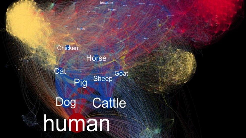 Data visualisation of shared pathogens (c) Maya Wardeh