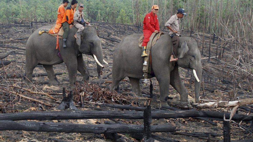 Elephants in Indonesian forest fires