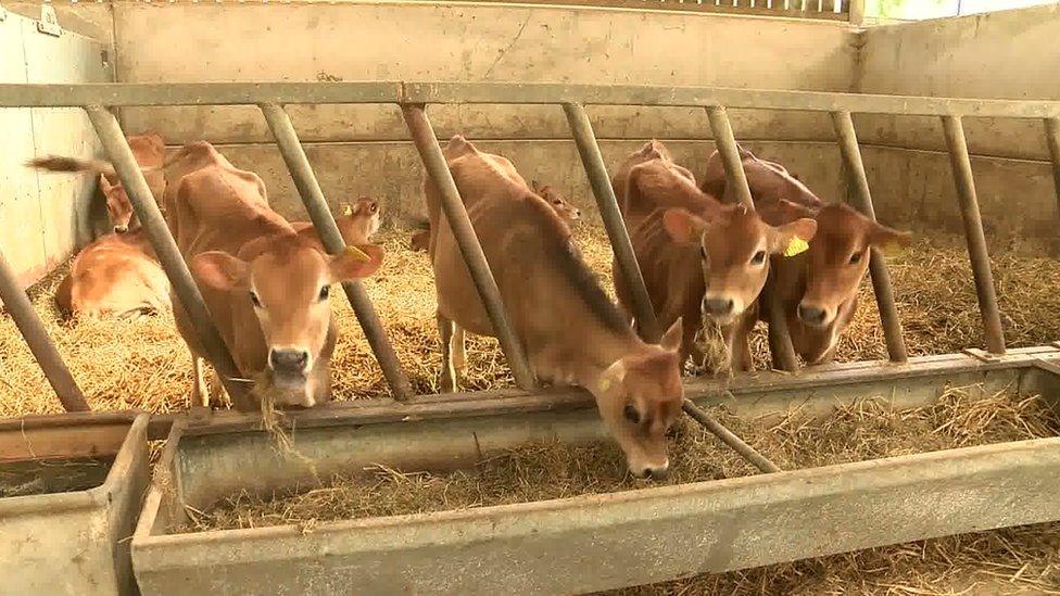 Jersey Cows