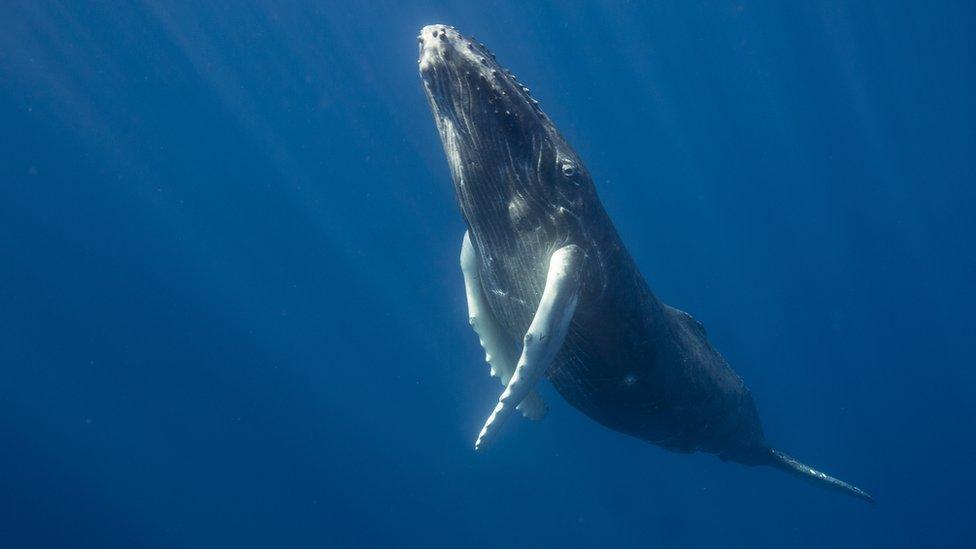 Humpback whale