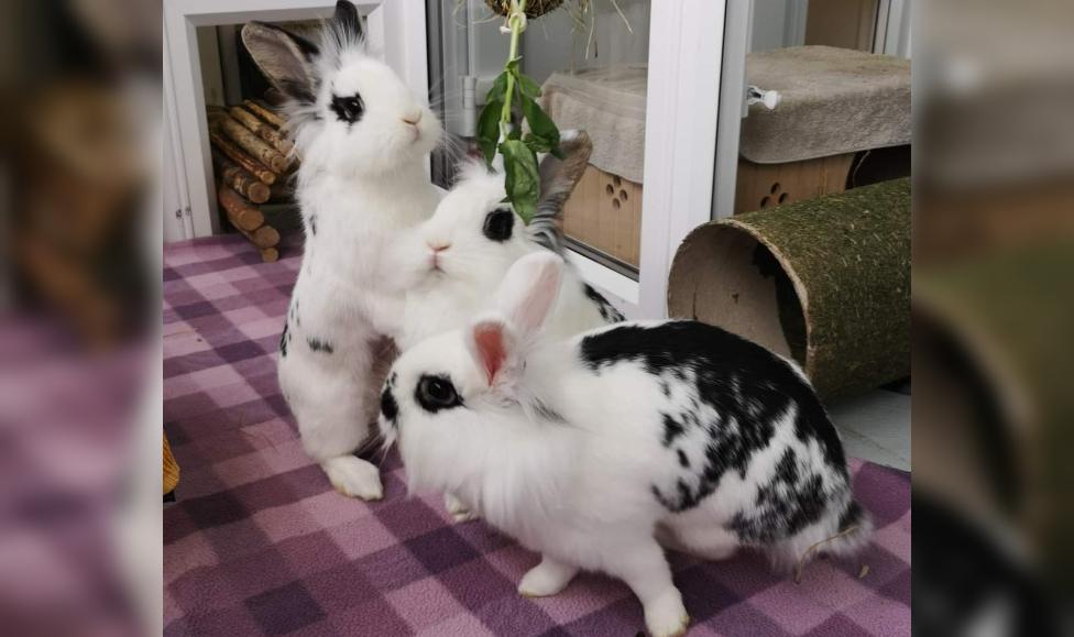 Three stray rabbits