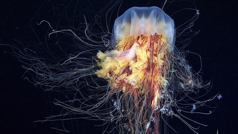 Lion's mane jellyfish