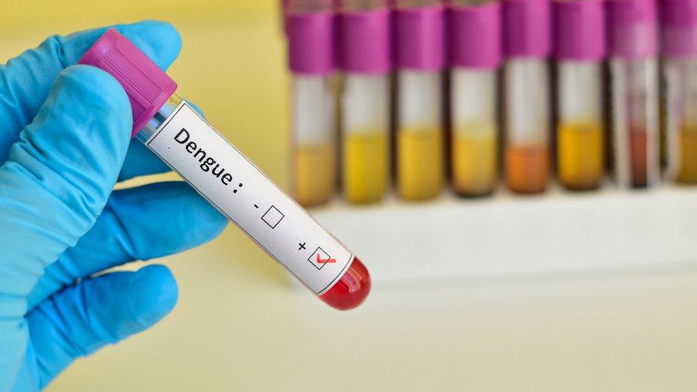 Dengue blood sample in a plastic tube