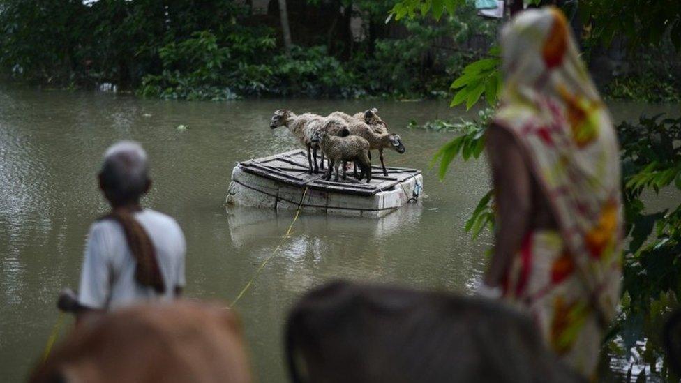 An old couple move their sheep to higher ground to escape rising waters in the flood affected Morigaon district of Assam state, India, 01 September 2015.