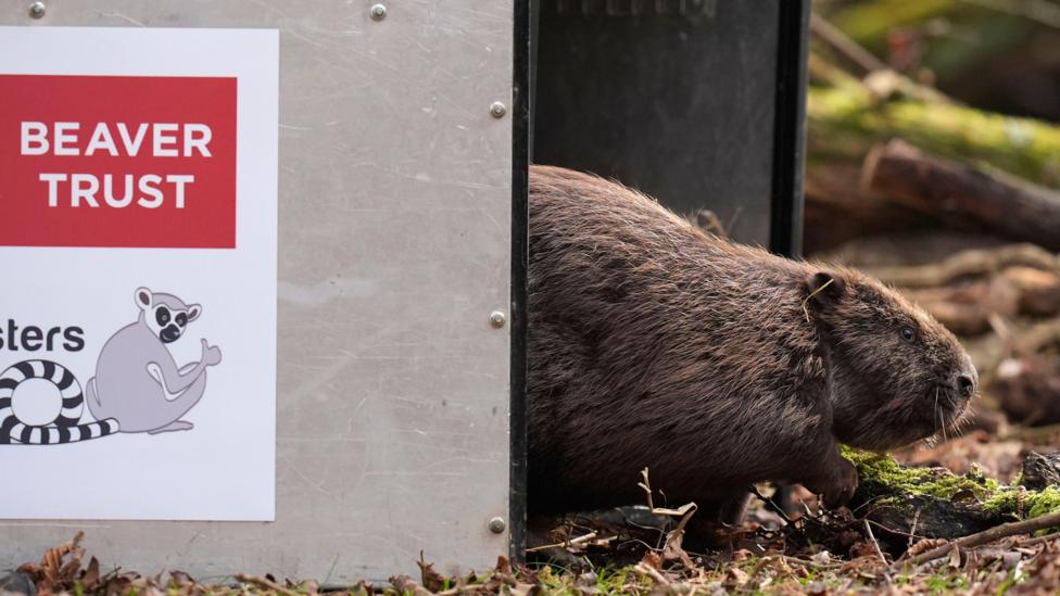 Beavers to be released in south west in bid to 'restore nature' - BBC News