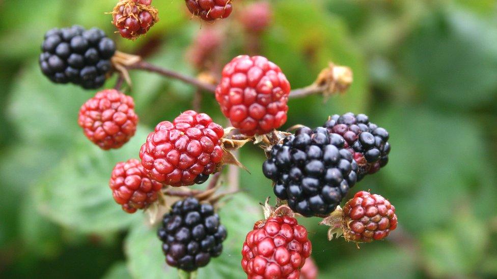 Blackberries