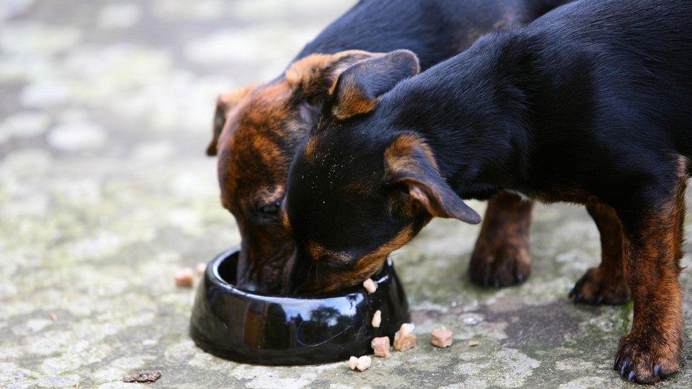 Black and tan Jack Russell puppies eat from a food bowl, England, United Kingdom.