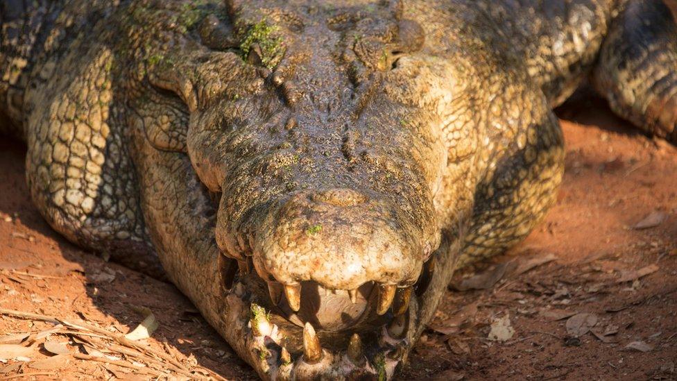 A fully grown saltwater male crocodile in his own pen at the Malcolm Douglas wildlife park near Broome in Western Australia.