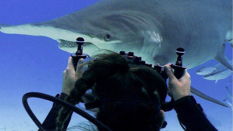 Alice Cimino swimming with sharks