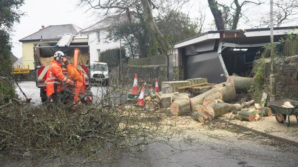 Tree cutters getting rid of a tree blocking the road in Plymouth