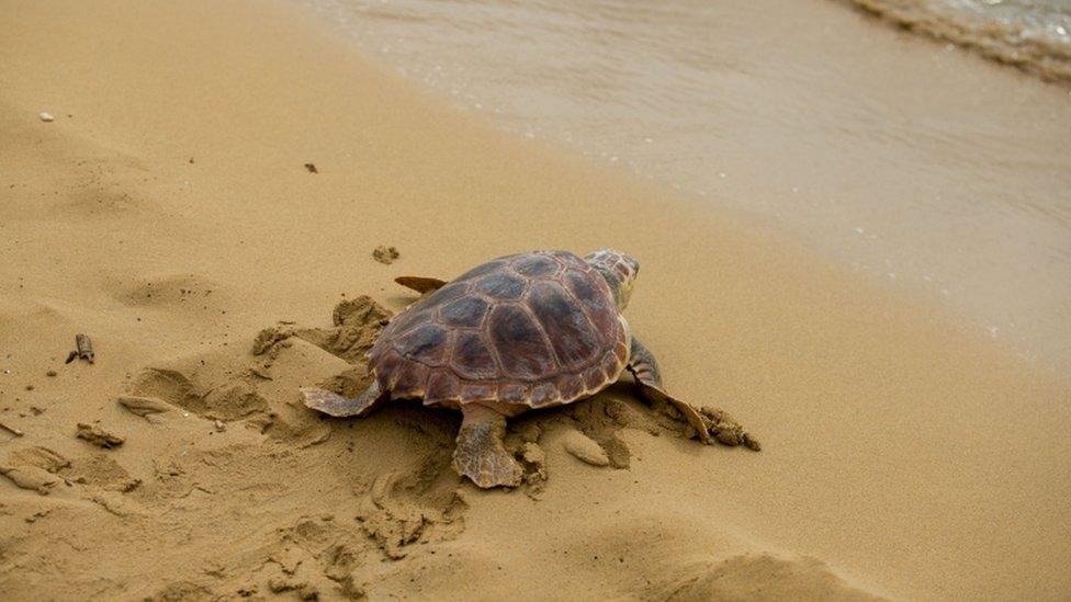 sea-turtle.