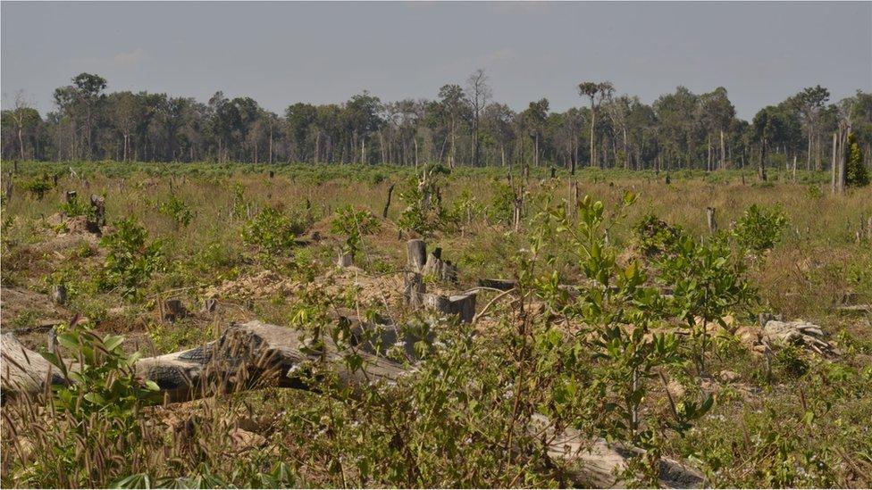 Deforested land (Image: Goldman Environmental Prize)