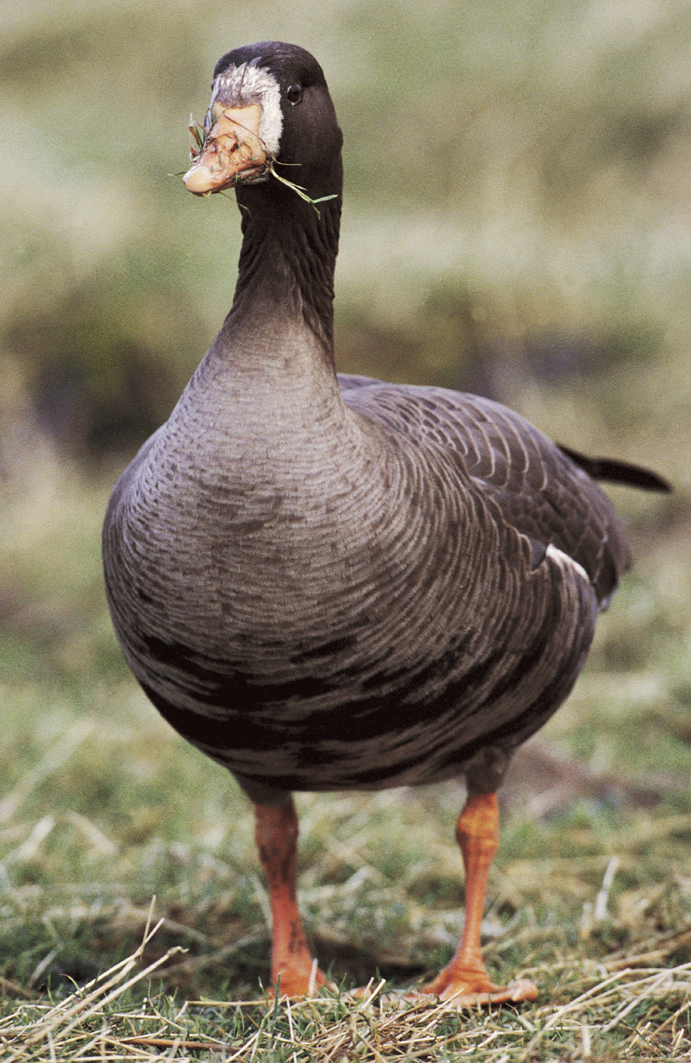 Greenland white-fronted goose