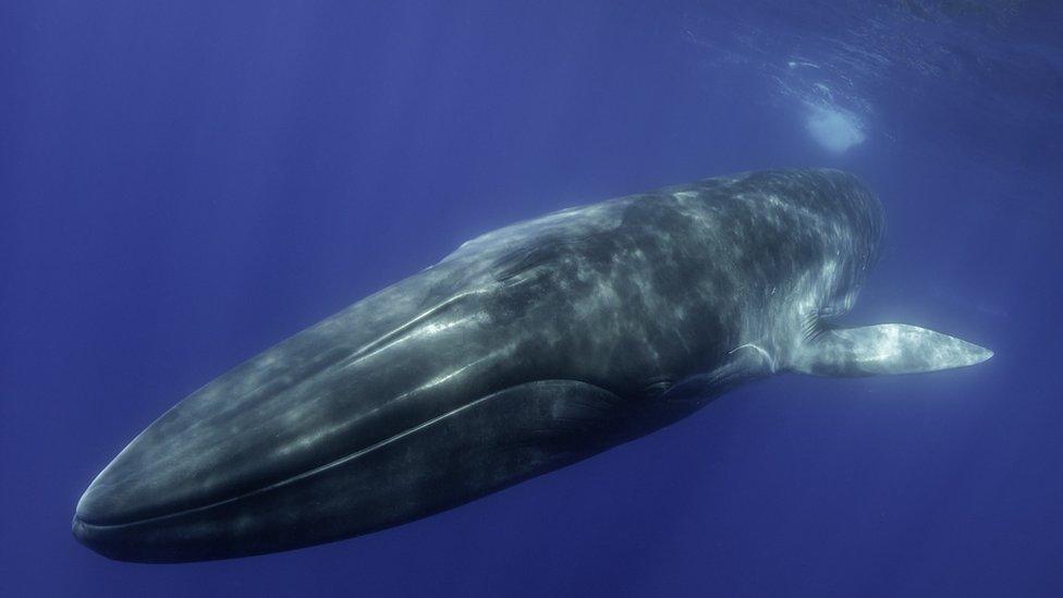 blue whale underwater