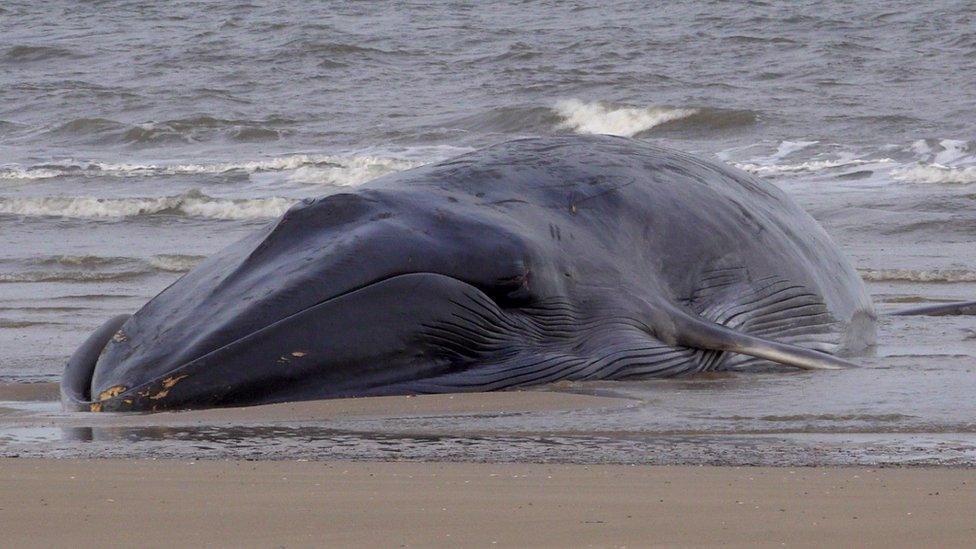 Stranded whale