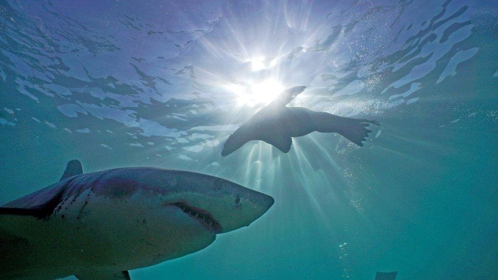 Great white sharks and cape fur seals are also shown, off the coast of South Africa