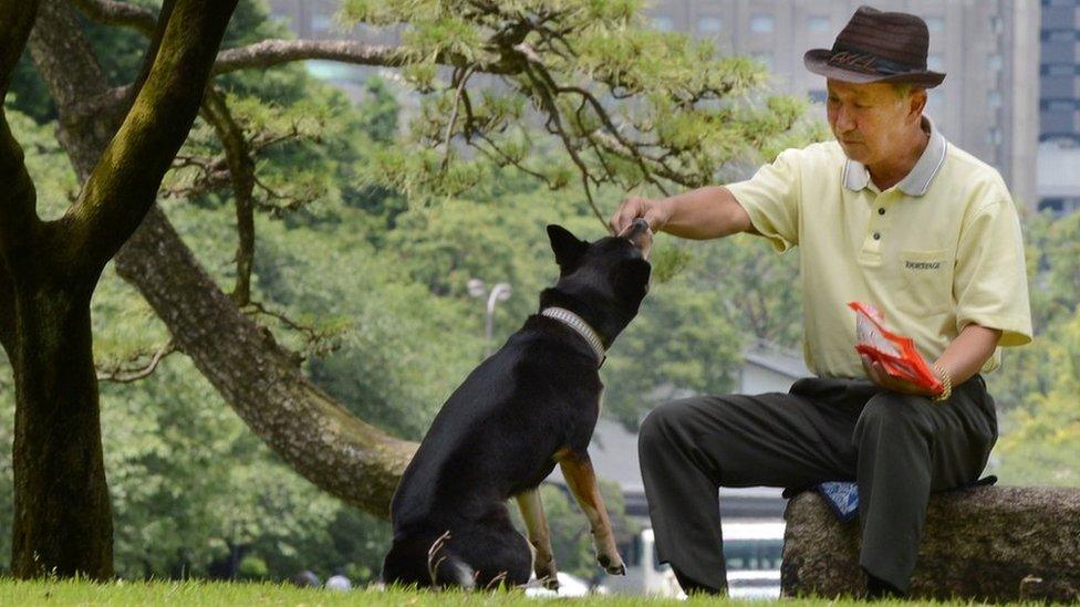 An elderly Japanese man feeds his dog in a park