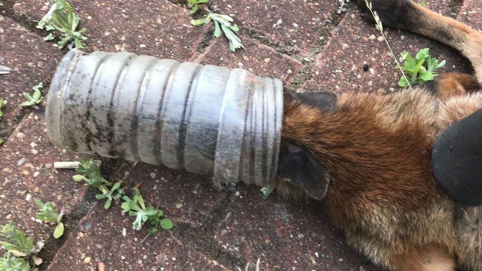 Fox with its head caught in a bottle