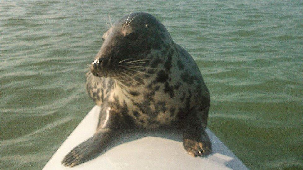 Seal on boat