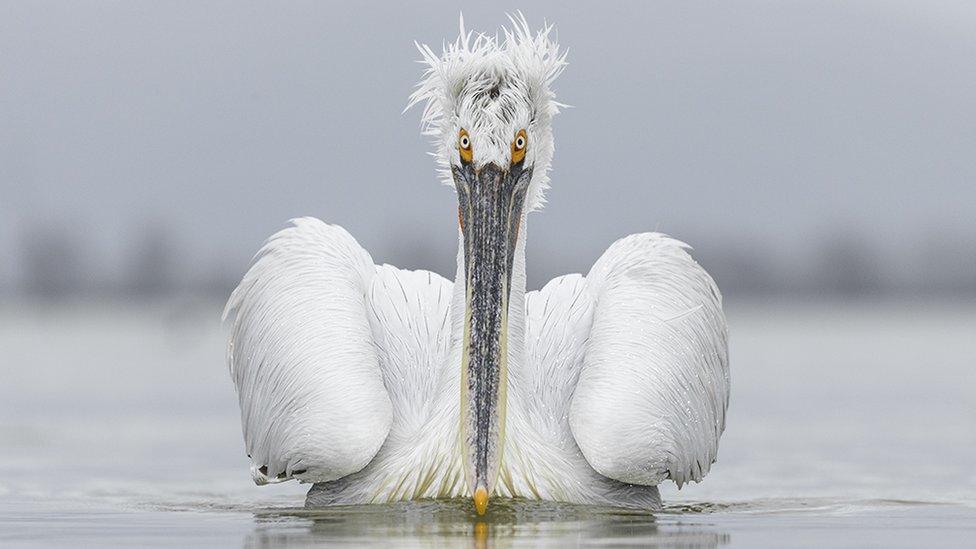 Eye contact by Guy Edwardes, UK